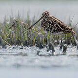 Water birds